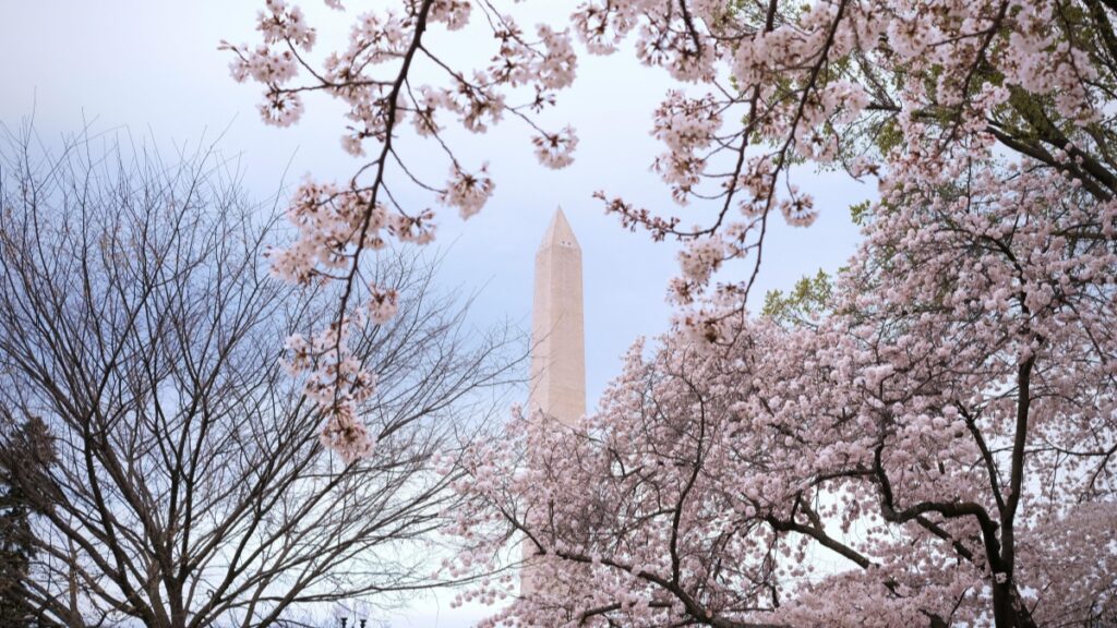 Cherry blossoms in full bloom with the Washington Monument in the background,symbolizing the beauty of spring."How to Make Money on Bigo Live:A Comprehensive Guide"for those looking to monetize their live streaming efforts.