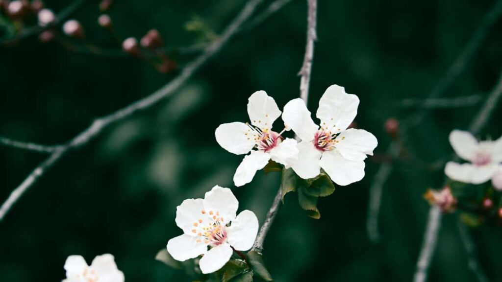 Practical, street-smart guide for US advertisers who need to discover, vet, and hire United Kingdom Instagram creators for UGC campaigns tools, outreach templates, risk checks, and ROI tips.