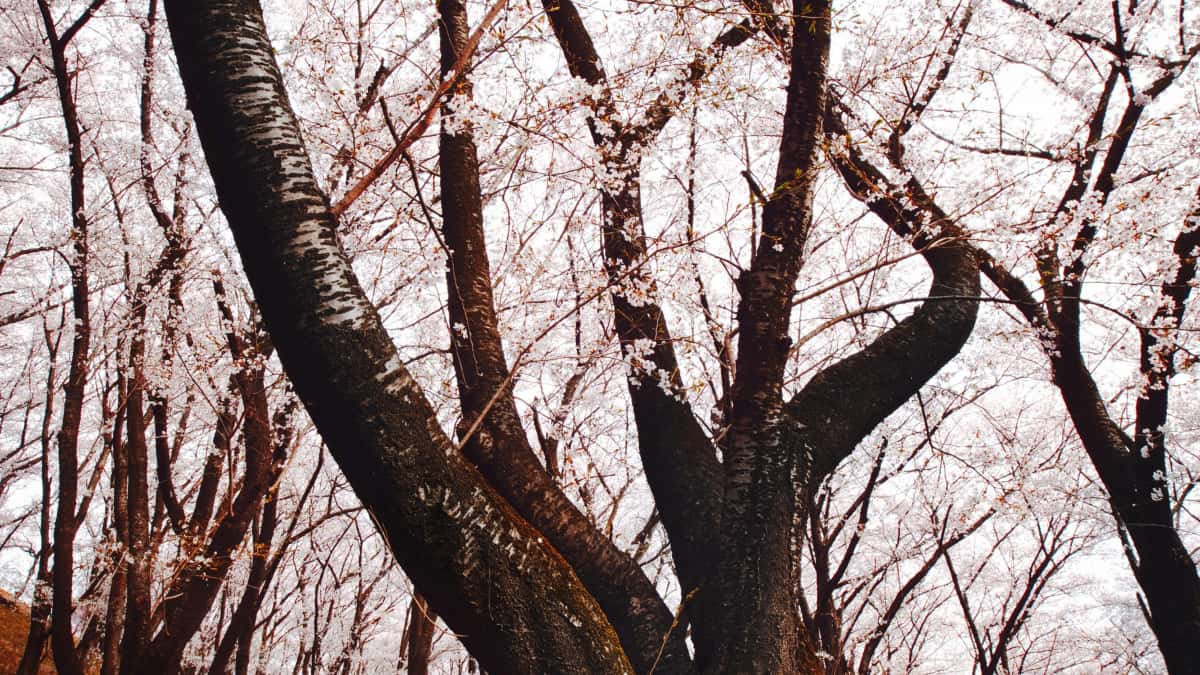 US Marketers: Find Japan Kuaishou Creators to Boost Travel Buzz