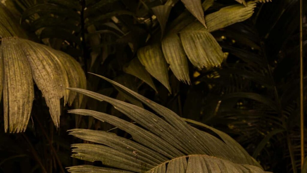 Practical playbook for US advertisers to find and work with Mexico-based KakaoTalk creators to accelerate product-led growth with creator-driven content.