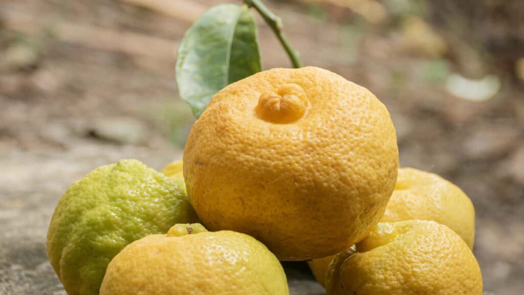 Practical playbook for US travel creators to find, contact, and pitch Iran-focused brands on Lazada for branded travel vlogs.