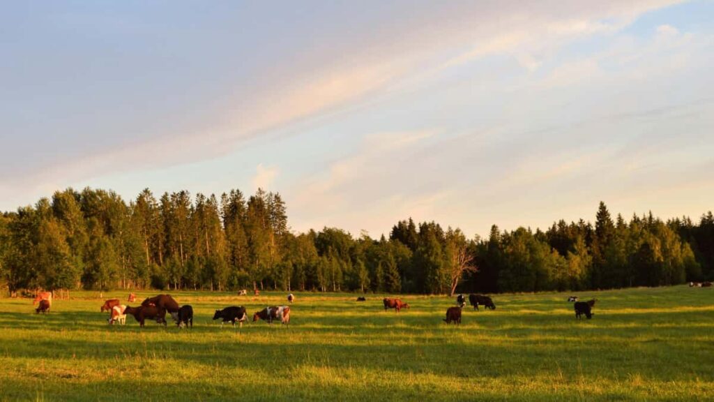 A practical playbook for US creators on contacting Netherlands-based eBay sellers to film unboxing and testimonial clipsoutreach scripts, platform tips, and legal/creative must-dos.