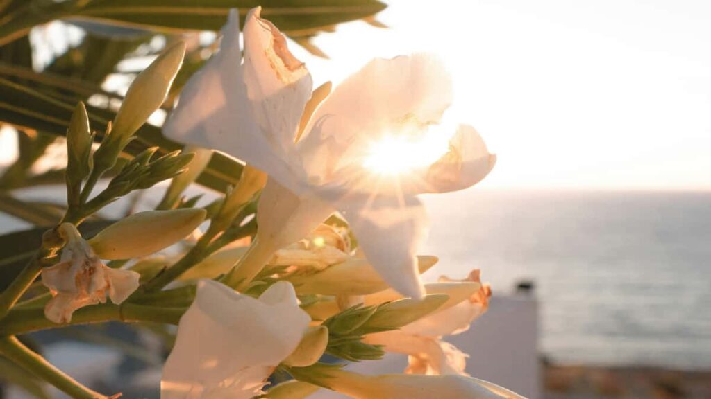 Practical playbook for U.S. advertisers to discover, vet, and partner with Czech Republic Telegram creators for co-branded product drops outreach, legal, and launch tactics.