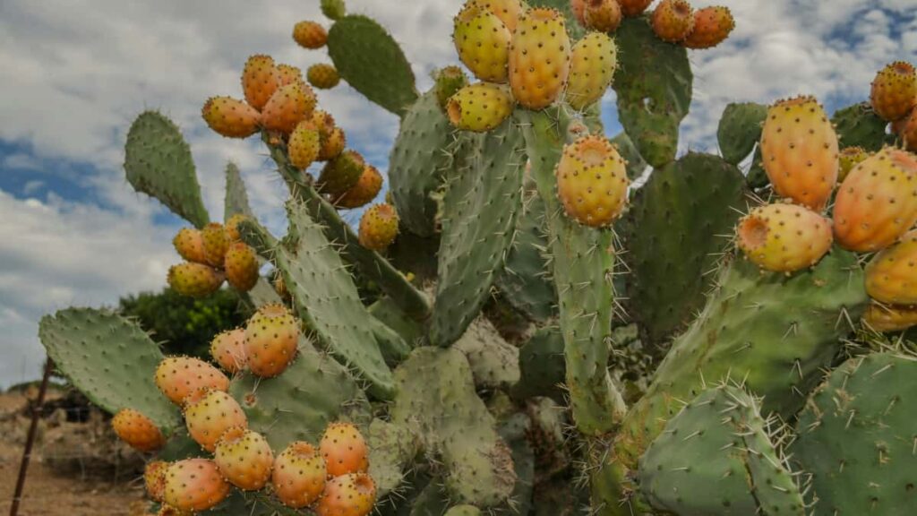 Practical guide for US advertisers on locating Bahrain-based Twitter creators, vetting them, and launching joint marketing campaigns with local insight and platform tactics.